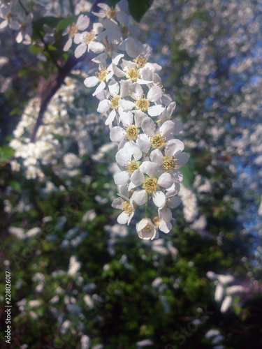 bird cherry blooms