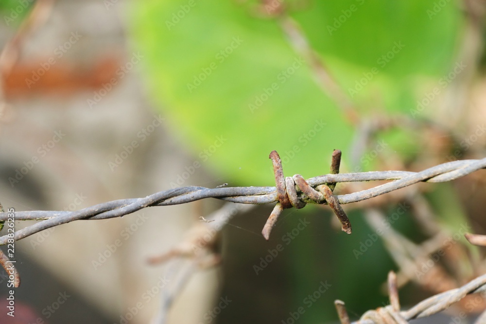 barbed wire fence, green background. barbed wire fence, green background.
