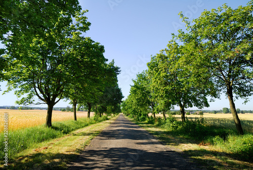 Road among green fields