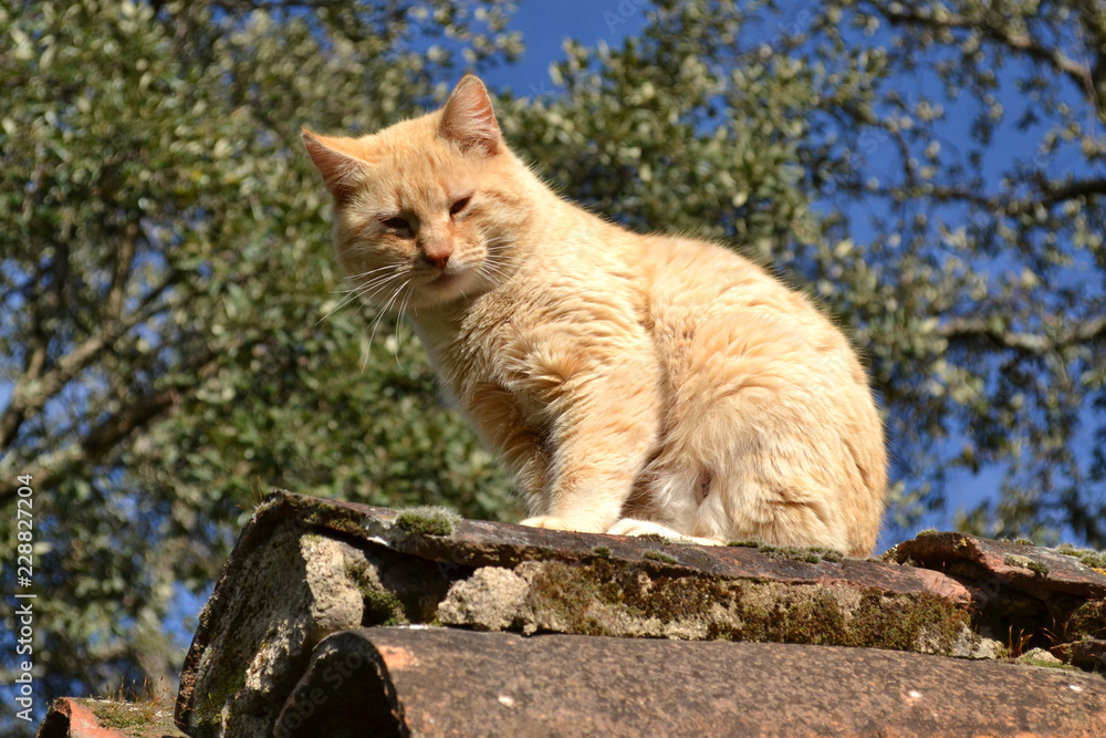 Obraz premium Gato en tejado