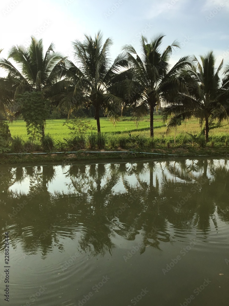 Obraz premium landscape with trees and lake