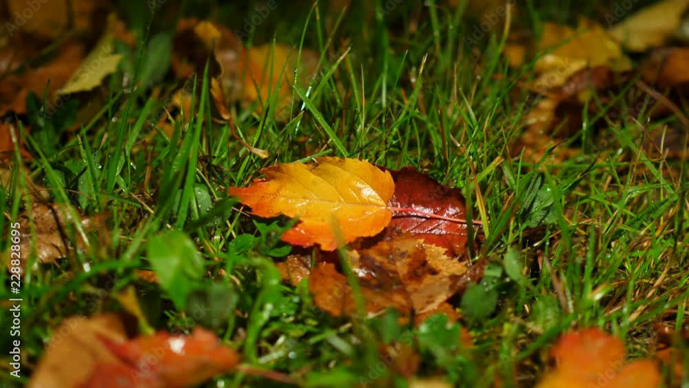 Bright fallen leaves on ground, wet and rainy Bright fallen leaves on ground, wet and rainy