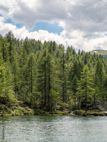pine forest near a lake © stefanocapra