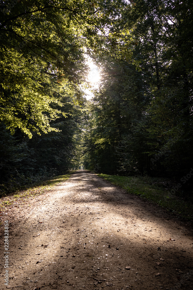 Fototapeta premium Waldweg