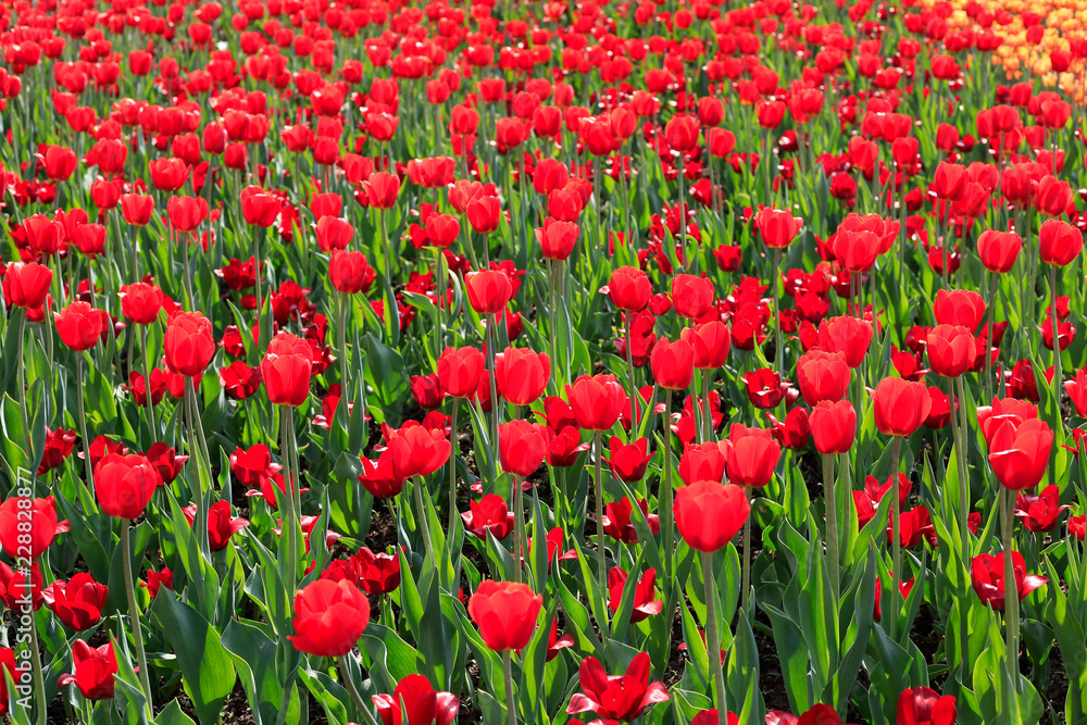 Beautiful red tulips glowing on sunlight