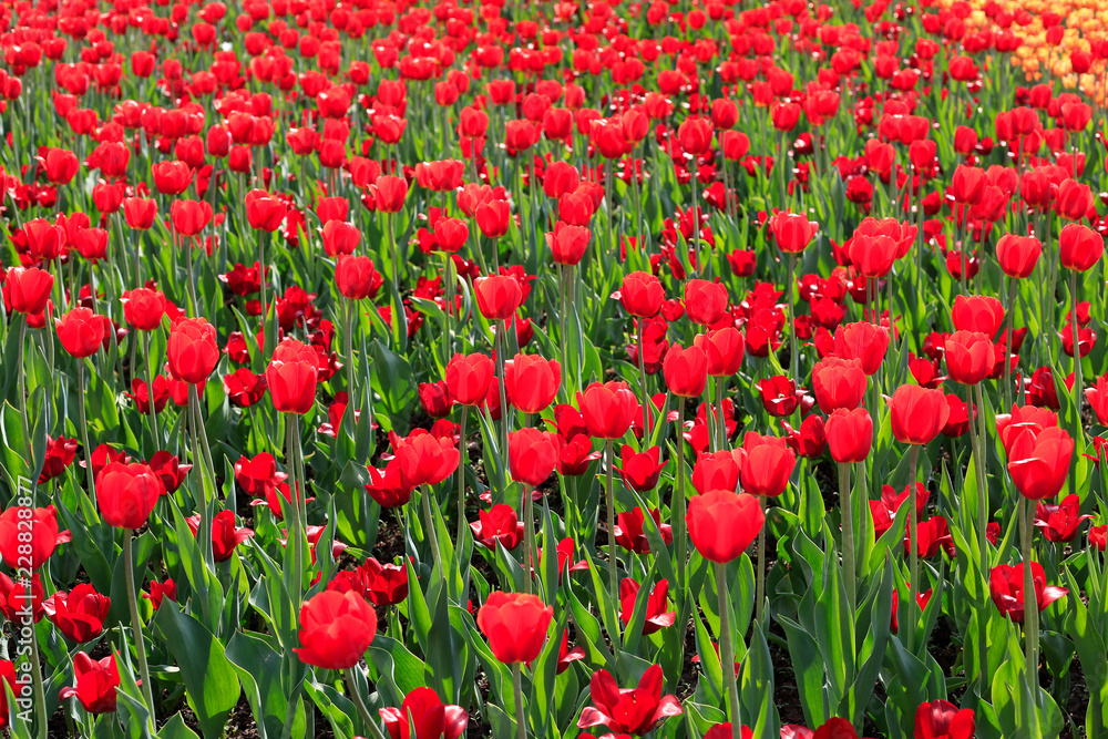 Beautiful red tulips glowing on sunlight Beautiful red tulips glowing on sunlight