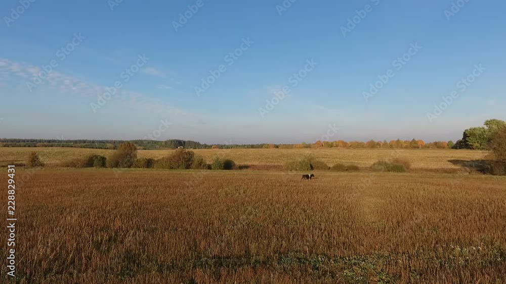 Cow grazes at sunset in the autumn field. Shooting drone Cow grazes at sunset in the autumn field. Shooting drone