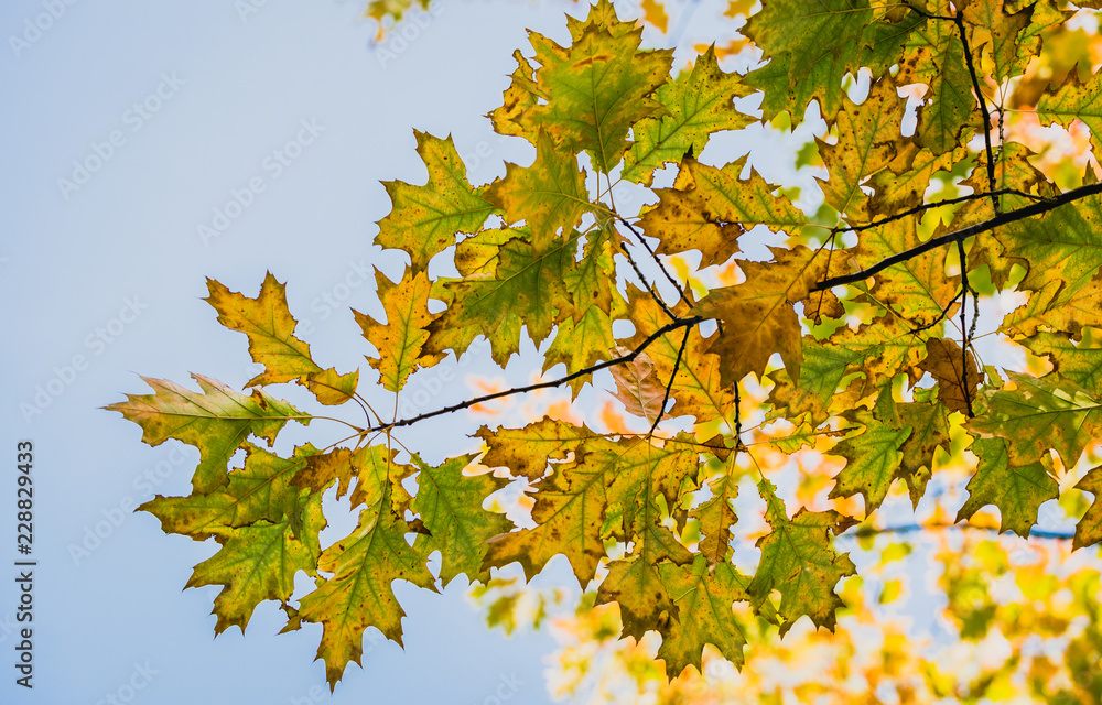 Colorful yellow autumn leaves of a maple against the backdrop of a clear blue sky Colorful yellow autumn leaves of a maple against the backdrop of a clear blue sky