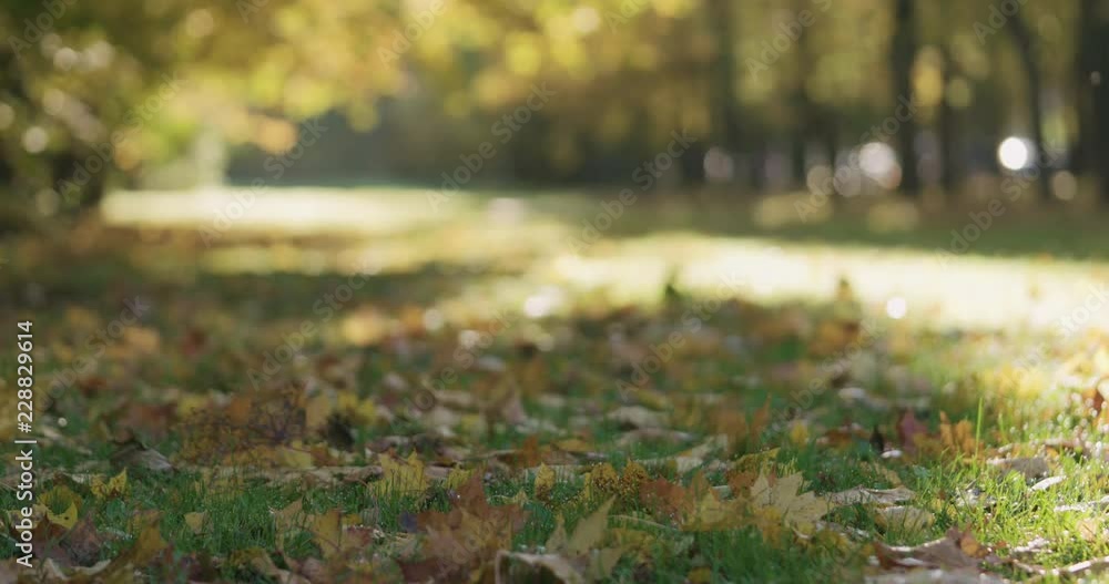 Low angle shot of fallen autumn leaves on grass in the morning with city alley on background Low angle shot of fallen autumn leaves on grass in the morning with city alley on background