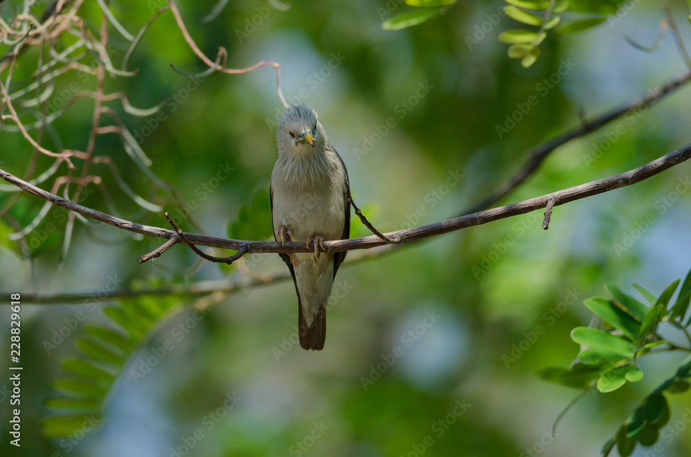 Obraz premium Chestnut-tailed Starling bird (Sturnus malabaricus) standing on the branch
