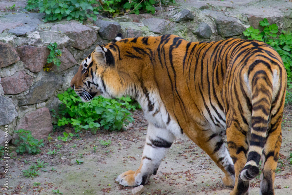 Siberian tiger walking on a summer day Siberian tiger walking on a summer day