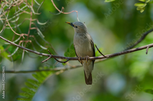 Chestnut-tailed Starling bird (Sturnus malabaricus) standing on the branch