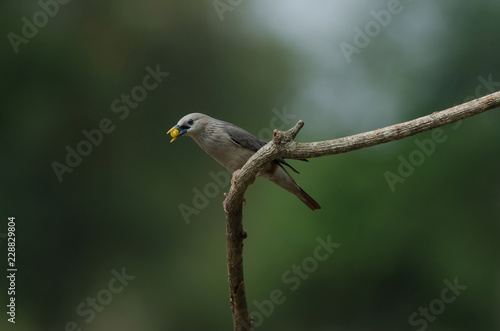 Chestnut-tailed Starling bird (Sturnus malabaricus) standing on the branch