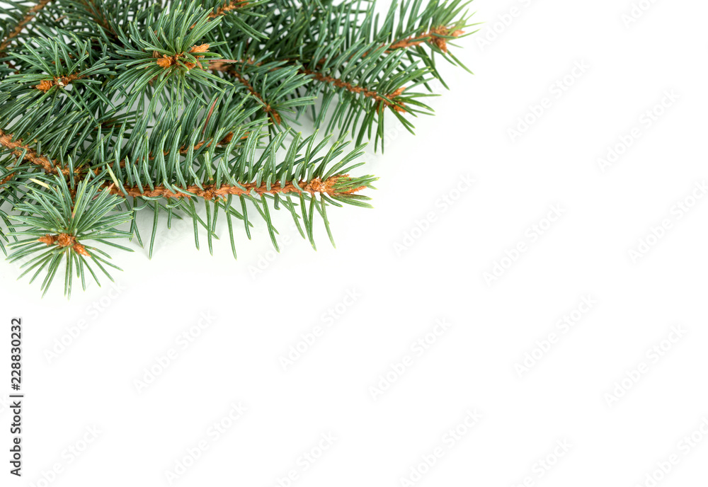 Fir tree bunches Fir tree bunches