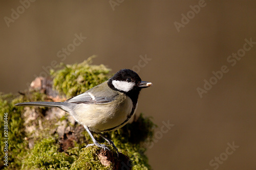 Great Tit with Sunflower seed, standing on a mossy log photo