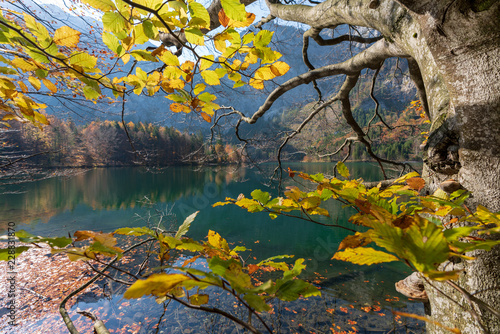Fototapeta Naklejka Na Ścianę i Meble -  Langbathsee mit bunten Laubbäumen und Herbstblättern, an einem wunderschönen Herbsttag