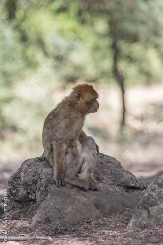 Young Barbary Macaque Monkey in the cedar forest Mid Atlas range Azrou, Morocco © k.kherrazi