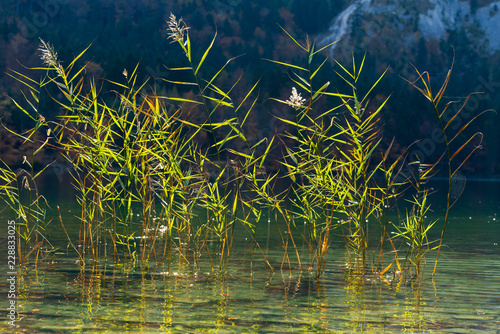 Gr  ser im See an einem Herbsttag