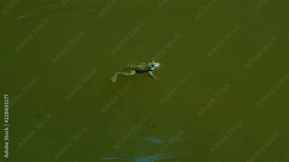 a frog preys on a small fish that cuts out from the frog's mouth a frog preys on a small fish that cuts out from the frog's mouth