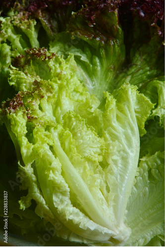 Fresh Lettuce,Selway(Lolla Rossa type). photo