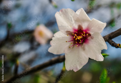 Almond flower (Prunus dulcis) with sunlight