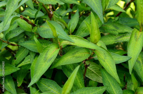 Vietnamese coriander or Persicaria odorata growing in the garden.
The leaves of the Vietnamese hot mint can be taken to solve digestion issues like flatulence, stomach cramps and indigestion