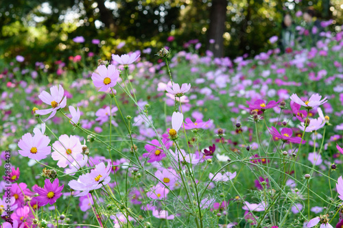 花畑 © Hajime SAKAMOTO