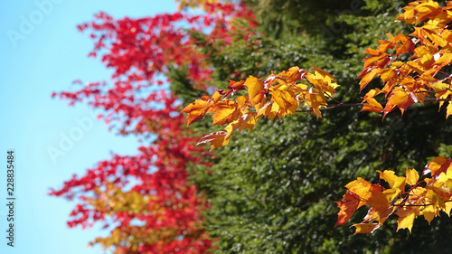 CLOSE UP: Leaves on a branch slowly changing colors on a sunny day in fall.