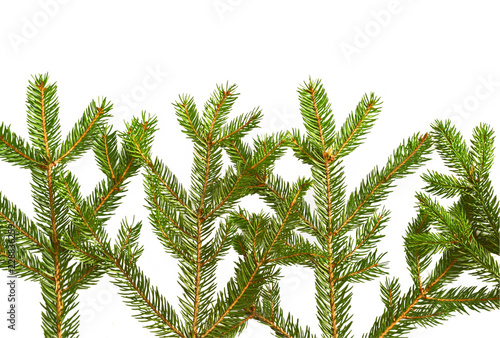 Branches of Christmas tree and on white background