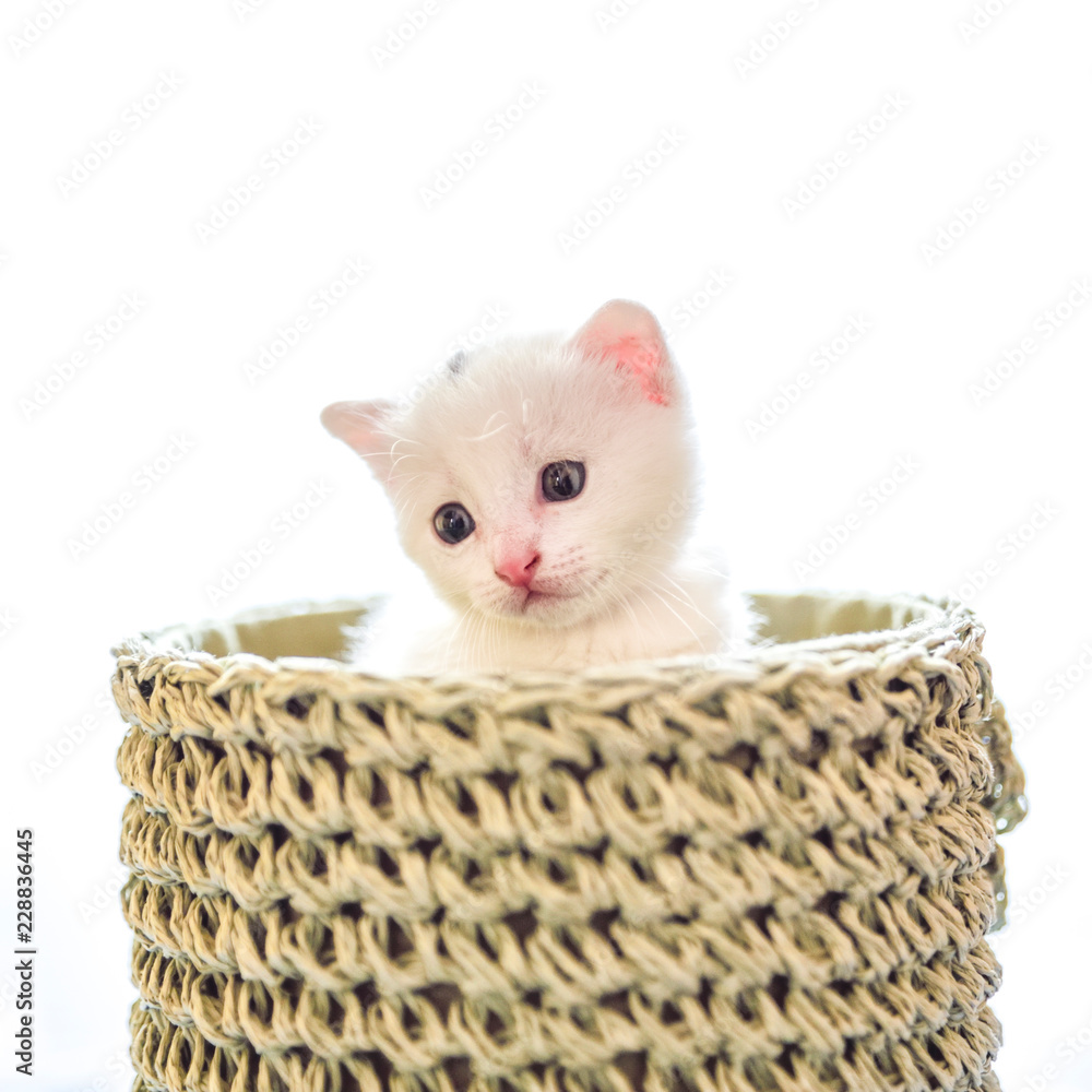 tender and fluffy white kitten inside the basket