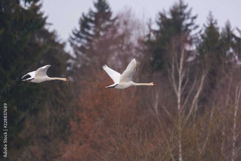 Obraz premium two mute swans (cygnus olor) in flight