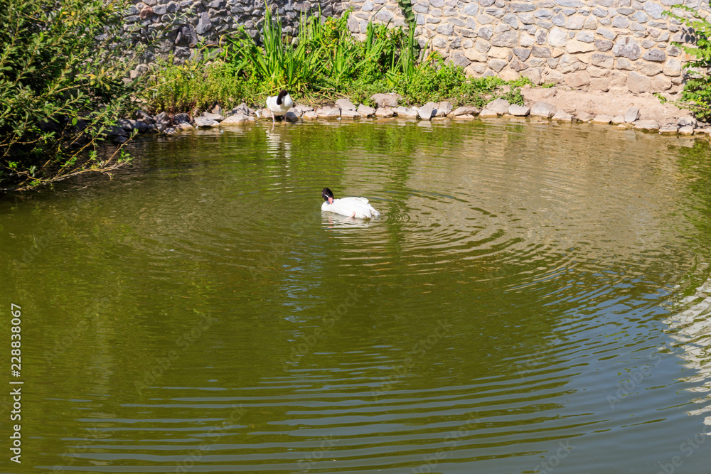 Black-necked swan (Cygnus melancoryphus) in the lake Black-necked swan (Cygnus melancoryphus) in the lake