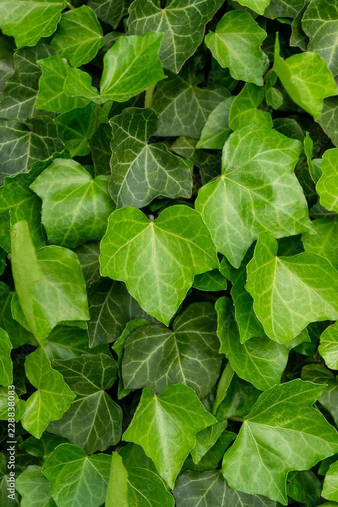 Green ivy background Green ivy background