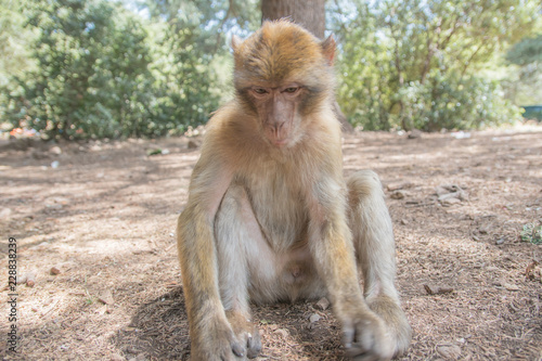 Young Barbary Macaque Monkey sitting in ground in the cedar forest Mid Atlas range Azrou  Morocco