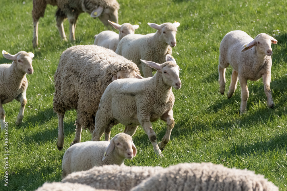 Obraz premium Schafe beim Joggen