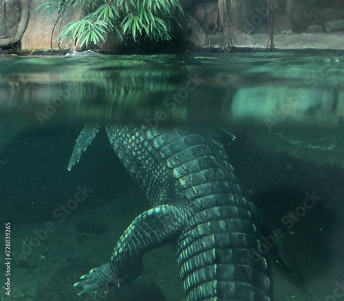 crocodile