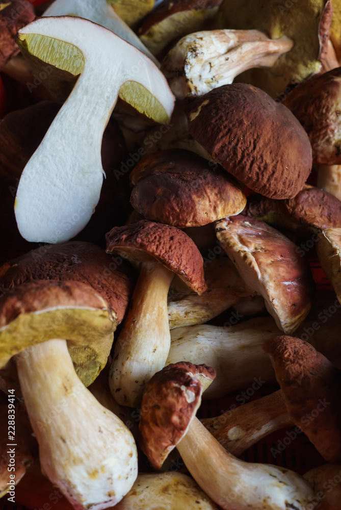Mushroom Boletus over Wooden Background. Autumn Cep Mushrooms. Cooking delicious organic mushroom. Gourmet food Mushroom Boletus over Wooden Background. Autumn Cep Mushrooms. Cooking delicious organic mushroom. Gourmet food