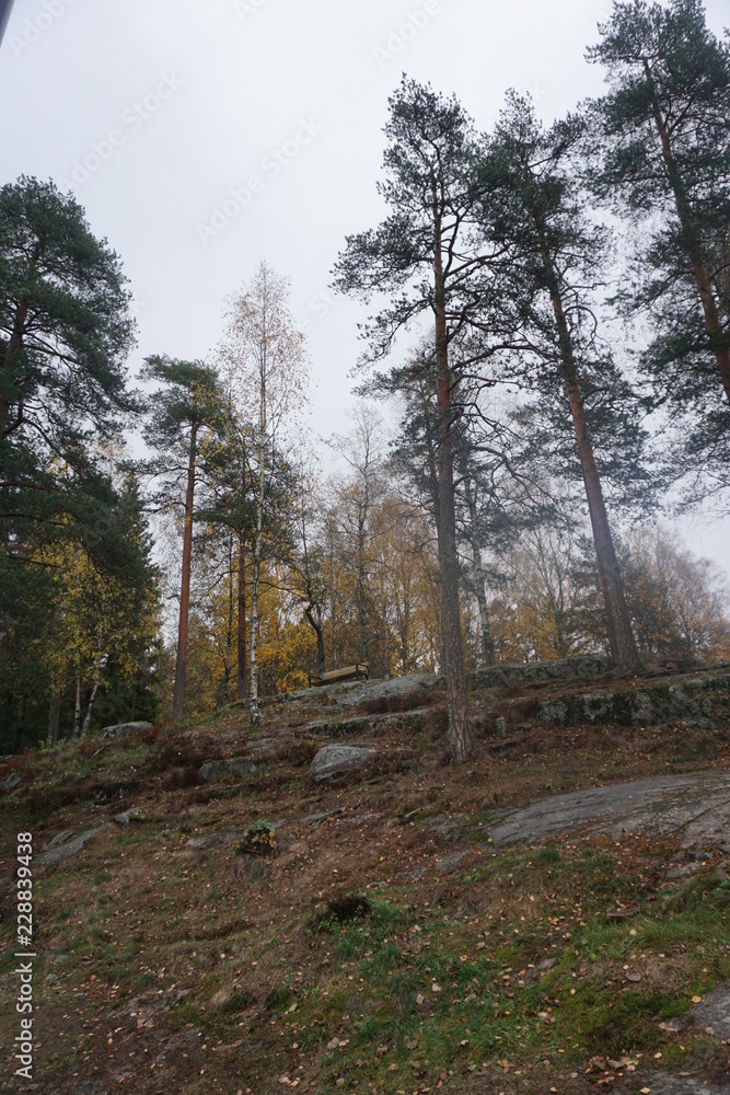 Fototapeta premium trees