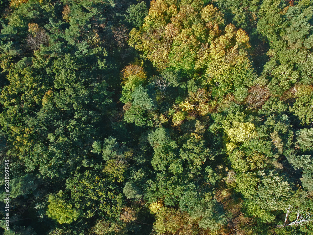 Aerial view on colorful forest during autumn season.