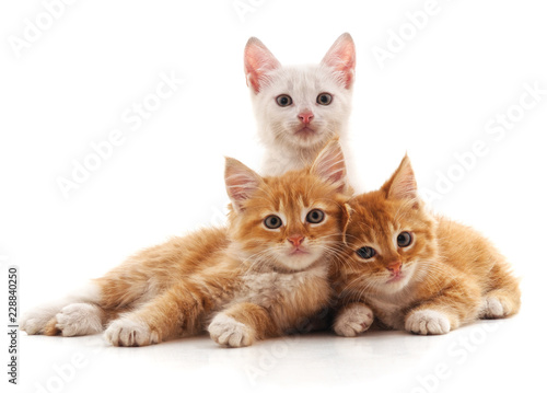 Three small cats. © voren1