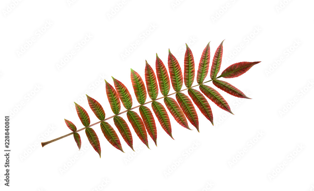 Isolated Sumac Spice Herb Plant Stem and Leafs (Rhus Coriaria). Isolated Sumac Spice Herb Plant Stem and Leafs (Rhus Coriaria).