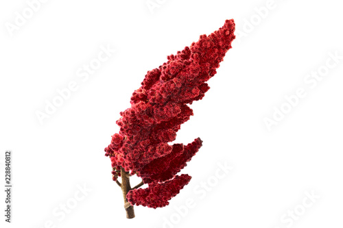 Isolated Staghorn Sumac Spice Herb Plant Seed Drupe (Rhus Coriaria).