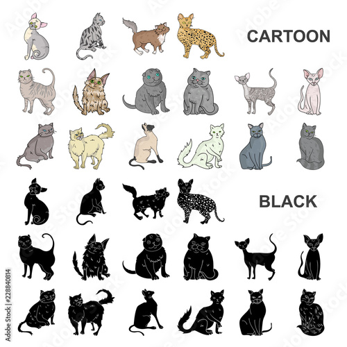 Breeds of cats cartoon icons in set collection for design. Pet cat vector symbol stock web illustration.