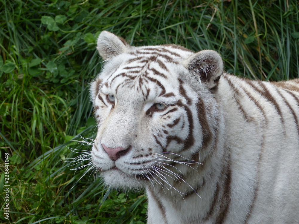 Fototapeta premium White Bengal tiger