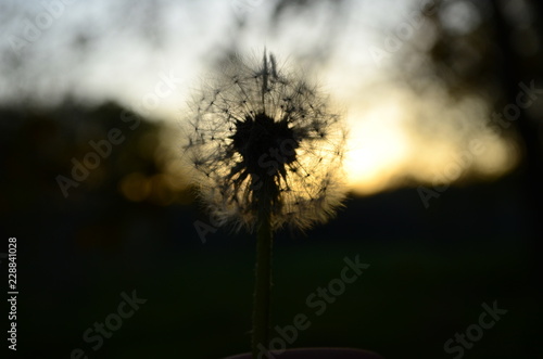 dandelion on a background