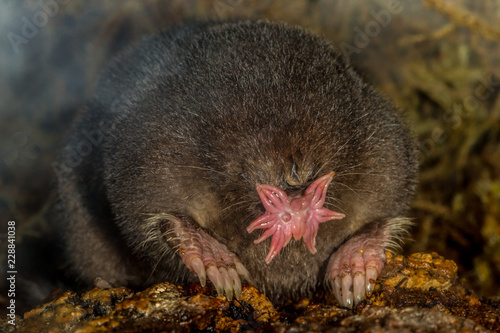 Star Nosed Mole taken in central MN