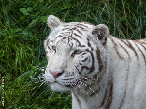 White Bengal tiger