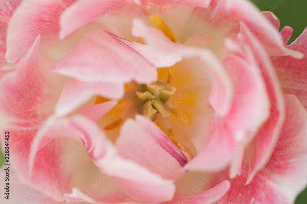 delicate pink motley velvet tulip, macro