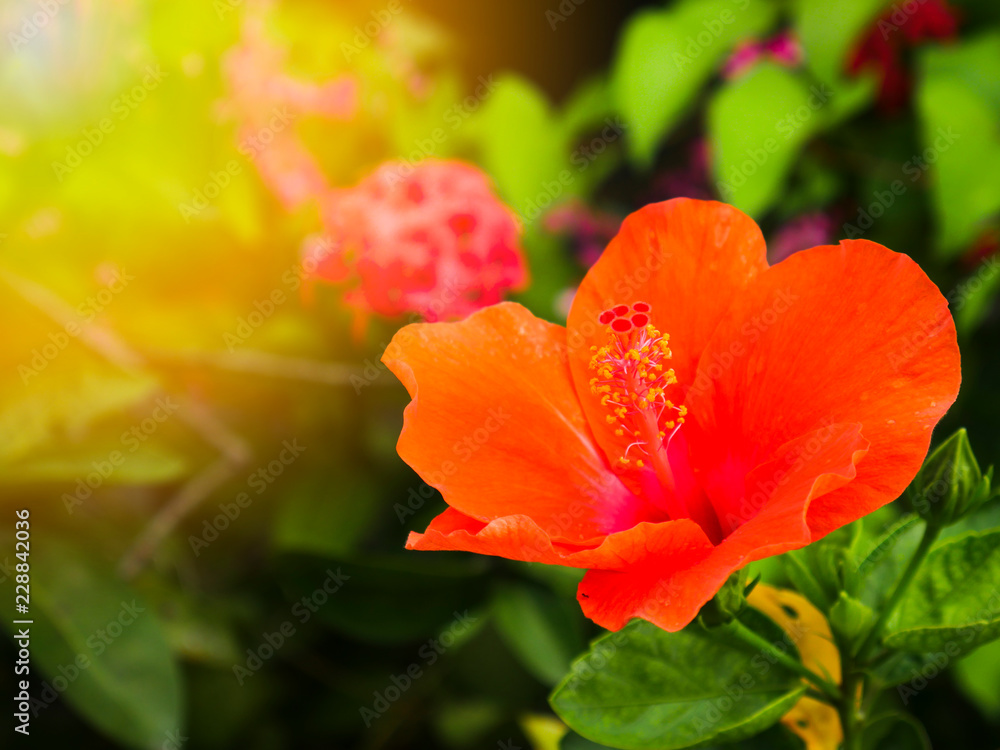Close up blooming orange hibiscus syriacus flower. Close up blooming orange hibiscus syriacus flower.