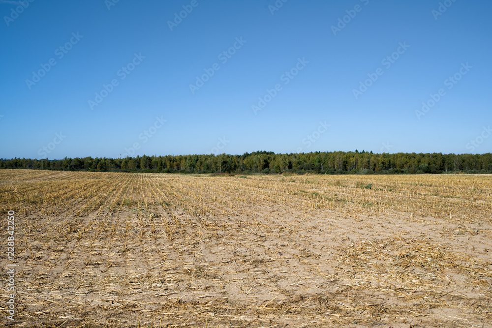 Obraz premium Harvested rye field in Russia. High resolution photo